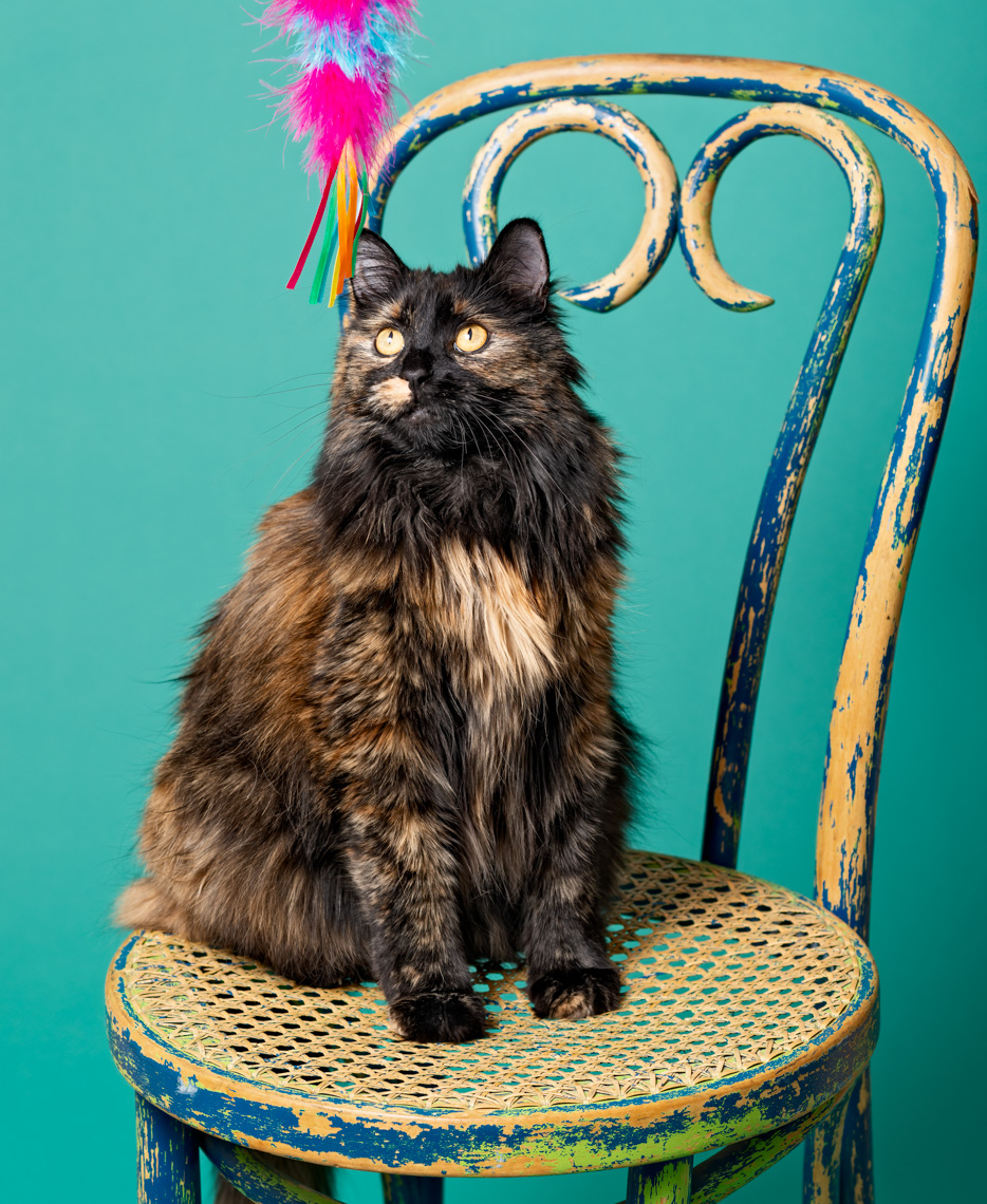 tortie-cat-on-painted-chair